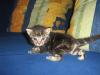 junge Katzen - Kinder - Kitten suchen ein liebevolles Zuhause