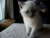 süße BKH Point Kitten abzugeben
