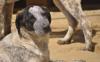 Colette sucht ein passendes Zuhause
