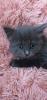 Reinrassig sibirische waldkatze,  neva,  Maine Coon,  siam,  perser,  bkh