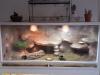 Terrarium (150x70x70) Komplett+Farb-Bartiweibchen