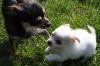 typvolle Chihuahuahündin mit Papieren 