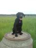 Labrador Rüde