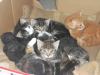Maine Coon Mix Kätzchen