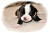 Olde English Bulldog - Top Verpaarung,  Typvoll & Traumhaft