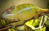 Furcifer Pardalis (Nosy Mitsio)
