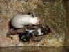 Farbmäuse,  verschiedene Farben,  auch Futtermäuse   Iserlohn  