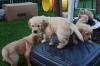 DRC /  VDH Golden Retriever Welpen
