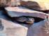 Leopardgecko Nz 2010 zu reservieren