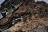 Eine Python regius günstig abzugeben! 