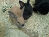 3 süße  Zwerg Widder /  Löwenkopf Babys suchen neues Zuhause