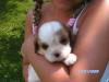 cavalier King charles