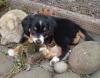 Entlebucher/  Appenzellerwelpen