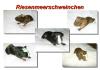 Cuy ( Riesenmeerschweinchen )
