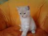 BKH Kater 12 Wochen Creme /  Weiß m. Papieren