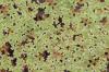 Biete Azolla filiculoides,  Feenmoos, Algenfarn