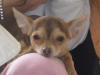 chihuahua deckrüde hat noch termine frei
