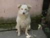 Bildhübscher Collie-Mix Spike 