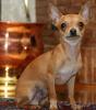 Süßer Chihuahua Deckrüde