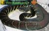 Morelia boeleni, Morelia viridis , Warane etc.