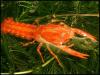 CPO Cambarellus patzcuarensis var. Orange,  