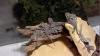 Verkaufe kleine süße Bartagamenbaby s ( Pogona Vitticeps)