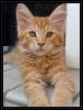 Auszugsbereite Coonie Kitten suchen neues zu Hause