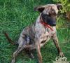 Brindle sucht liebevolles Zuhause