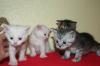 4 kleine Main Coon /  Perser Mix
