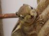 Tamiops Swinhoei /  Baumstreifenhörnchen