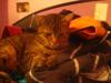 Tigerkater VERMISST