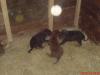Dobermann Welpen