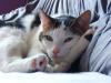 ein wg kater sucht neue wohnung