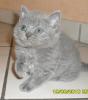 Super süßes Selkirk Rex Katerchen