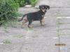 Rehpinscher Welpen *30.4.2010 ab sofort abzugeben