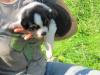 2 Aussiewelpen (Rüden,  bluemerle, blacktri) azugeb