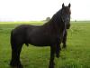 Verk.Friesenhengst