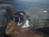 Farbmäuse,  veschiedene Farben,  auch Futtermäuse