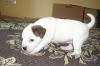 französische bulldogge-boxer mix welpen 8 wochen