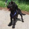 LAIKA,  Cocker-Schnauzer-Mix,  ca. 2 - 4 Jahre