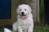 schöne,  gesunde Golden Retriever Welpen Ende Juli/ Anfang August abzug.