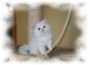 Perserkatzen Babys Reinrassig