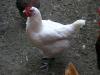 Bresse gauloise Jungtiere/  Marans Junghähne