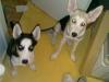 2 Wunderschöne Husky welpen ansehen lohnt!!!