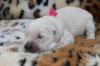 Golden Retriever Welpen