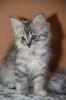 Norwegische Waldkatzen Kitten in black silver tabby.u.a.