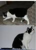 Schwarz-weißer Kater entlaufen,  weiße Schwanzspitze,  6J
