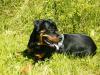 Rottweiler Junghund (Rüde,  9 Monate jung) sucht liebevolles zu Hause