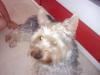 reinrassiger yorkshire terrier
