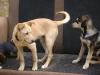 Maverick,  Huskymischling, geb.ca 12/ 09,  Endgröße ca 60-65cm